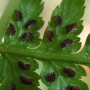 Sori with spores on back of Lady Fern (Athyrium felix-femina).